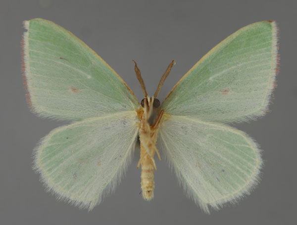 /filer/webapps/moths/media/images/P/pulchrifimbria_Omphacodes_A_ZSM_02.jpg