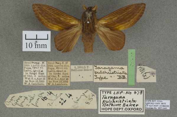 /filer/webapps/moths/media/images/P/pulchristriata_Cheligium_HT_OUMNHa_01.jpg