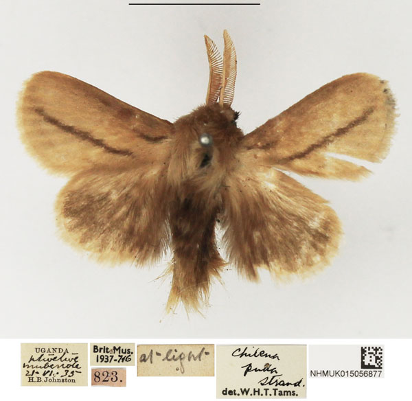 /filer/webapps/moths/media/images/P/pulla_Beralade_AM_NHMUK.jpg