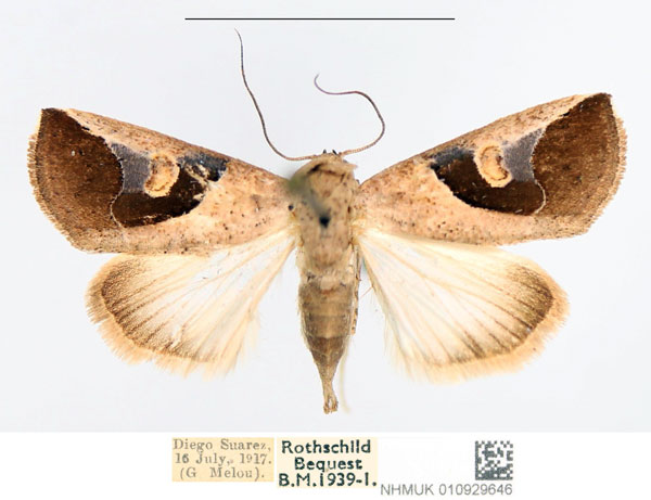 /filer/webapps/moths/media/images/P/pullula_Bryophilopsis_AF_NHMUK.jpg