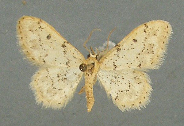 /filer/webapps/moths/media/images/P/pulveraria_Idaea_AM_TMSA_02.jpg