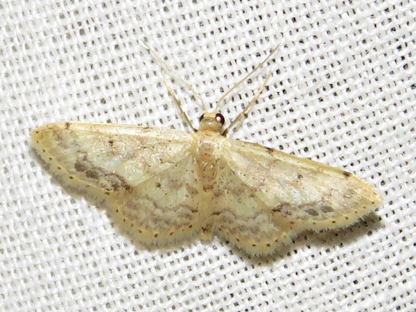 /filer/webapps/moths/media/images/P/pulveraria_Idaea_A_Braun.JPG