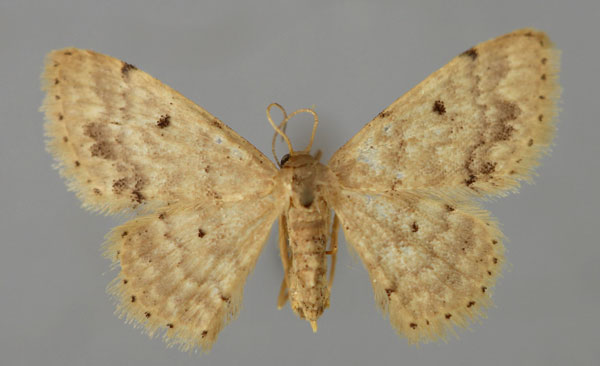 /filer/webapps/moths/media/images/P/pulveraria_Idaea_A_ZSM_01.jpg