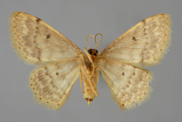 /filer/webapps/moths/media/images/P/pulveraria_Idaea_A_ZSM_02.jpg