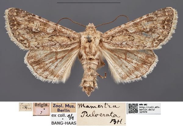 /filer/webapps/moths/media/images/P/pulverata_Mamestra_HT_MfNa.jpg