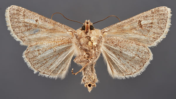 /filer/webapps/moths/media/images/P/pulverata_Mamestra_HT_MfNb.jpg