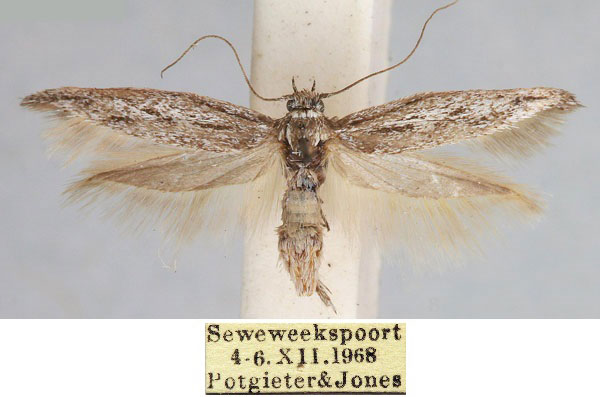 /filer/webapps/moths/media/images/P/pulveratella_Scythris_HT_TMSA_x2Nt9ZE.jpg
