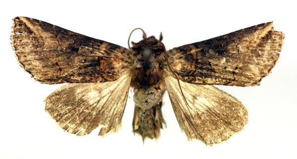 /filer/webapps/moths/media/images/P/pulverea_Abrostola_AM_RMCA.jpg