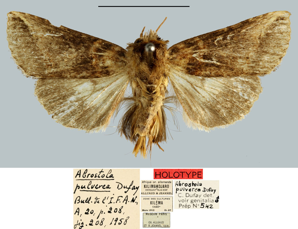 /filer/webapps/moths/media/images/P/pulverea_Abrostola_HT_MNHN.jpg