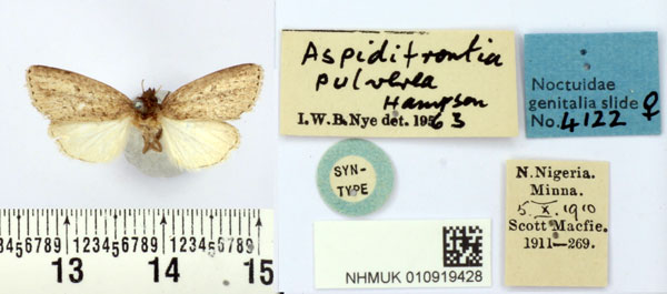 /filer/webapps/moths/media/images/P/pulverea_Aspidifrontia_ST_BMNH.jpg