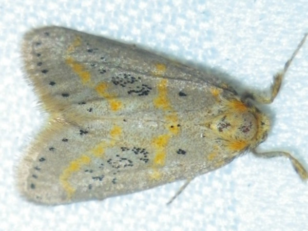 /filer/webapps/moths/media/images/P/pulverea_Lacipa_A_Liebenberg.jpg
