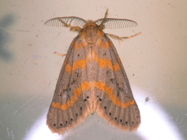 /filer/webapps/moths/media/images/P/pulverea_Lacipa_A_Roland.jpg