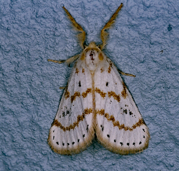 /filer/webapps/moths/media/images/P/pulverea_Lacipa_A_Roland_01.jpg