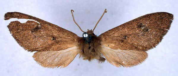 /filer/webapps/moths/media/images/P/pulverea_Metarctia_HT_BMNH_01.jpg