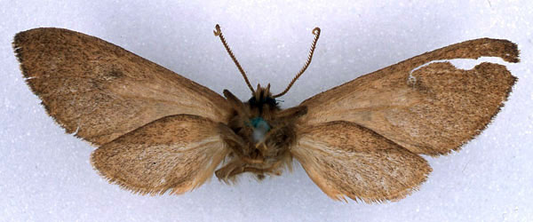 /filer/webapps/moths/media/images/P/pulverea_Metarctia_HT_BMNH_02.jpg
