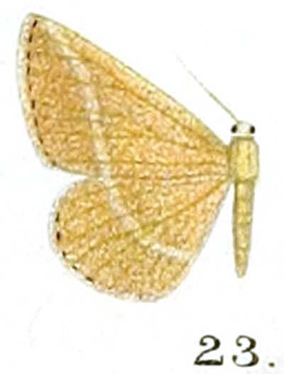 /filer/webapps/moths/media/images/P/pulverea_Obolcola_HT_Prout_17-23.jpg