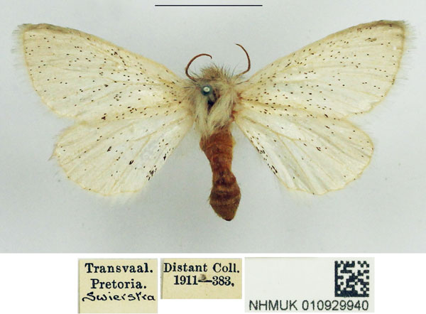 /filer/webapps/moths/media/images/P/pulverea_Phiala_AF_NHMUK.jpg