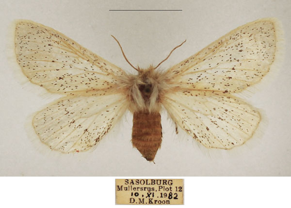 /filer/webapps/moths/media/images/P/pulverea_Phiala_AF_TMSA_01.jpg