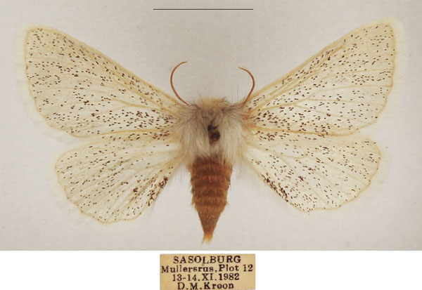 /filer/webapps/moths/media/images/P/pulverea_Phiala_AF_TMSA_02.jpg