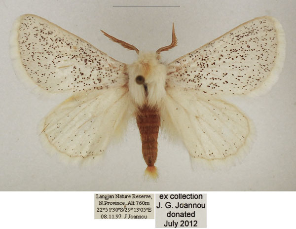/filer/webapps/moths/media/images/P/pulverea_Phiala_AM_TMSA_01.jpg
