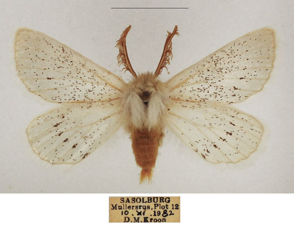 /filer/webapps/moths/media/images/P/pulverea_Phiala_AM_TMSA_02.jpg
