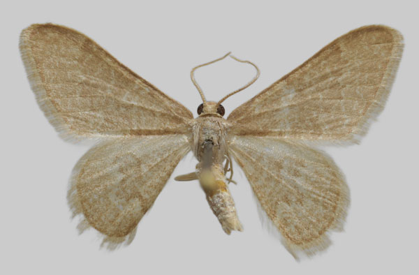 /filer/webapps/moths/media/images/P/pulvereisparsa_Neromia_AM_Wullaert.jpg