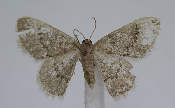 /filer/webapps/moths/media/images/P/pulvereisparsa_Neromia_A_JMonks_01.jpg