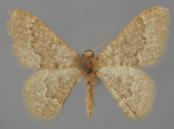 /filer/webapps/moths/media/images/P/pulvereisparsa_Neromia_A_ZSM_01.jpg