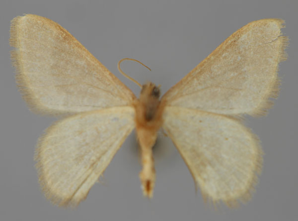 /filer/webapps/moths/media/images/P/pulvereisparsa_Neromia_A_ZSM_02.jpg