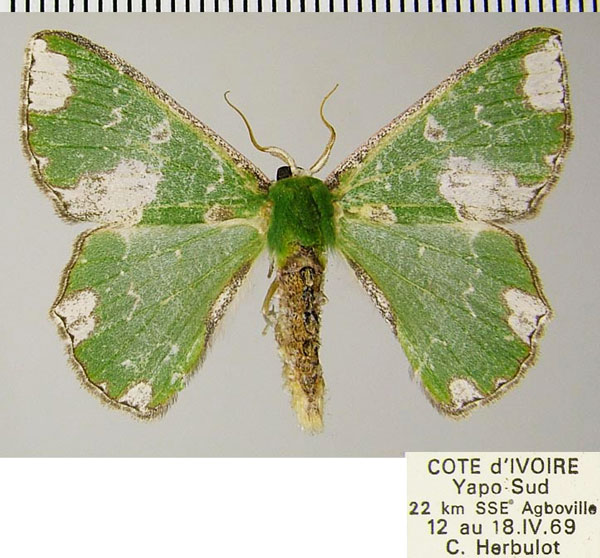 /filer/webapps/moths/media/images/P/pulveriplaga_Archichlora_AM_ZSMa.jpg