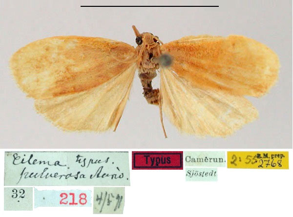 /filer/webapps/moths/media/images/P/pulverosa_Eilema_ST_SNHM.jpg