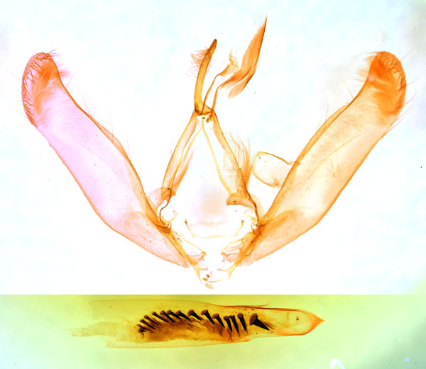 /filer/webapps/moths/media/images/P/pulverosa_Heliothis_GMHT_BMNH_135.jpg