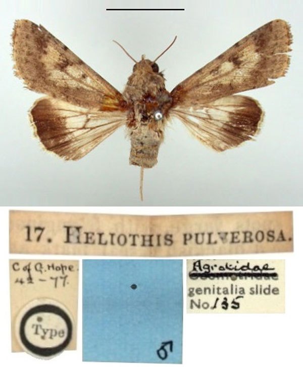 /filer/webapps/moths/media/images/P/pulverosa_Heliothis_HT_BMNH.jpg