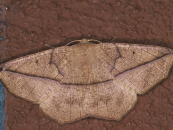 /filer/webapps/moths/media/images/P/pulverosa_Psilicerea_A_Roland.jpg