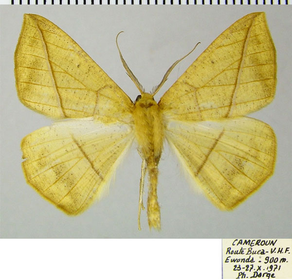 /filer/webapps/moths/media/images/P/pulverosa_Psilocerea_AM_ZSMa.jpg