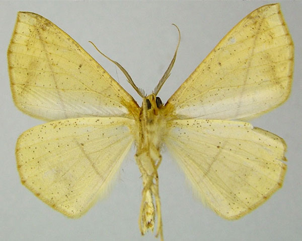 /filer/webapps/moths/media/images/P/pulverosa_Psilocerea_AM_ZSMb.jpg