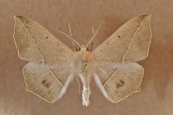 /filer/webapps/moths/media/images/P/pulverosa_Psilocerea_A_Butler.jpg