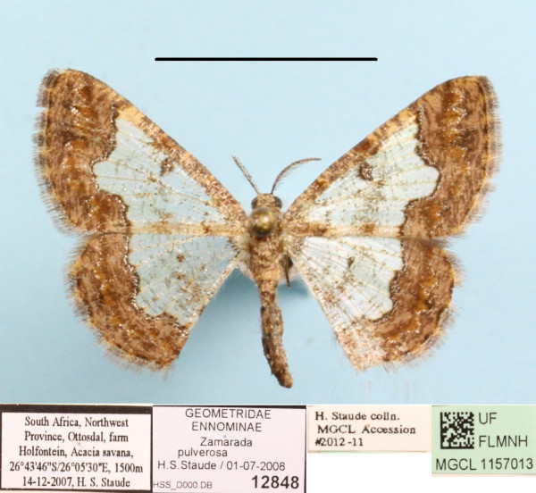 /filer/webapps/moths/media/images/P/pulverosa_Zamarada_A_MGCLa_01.JPG