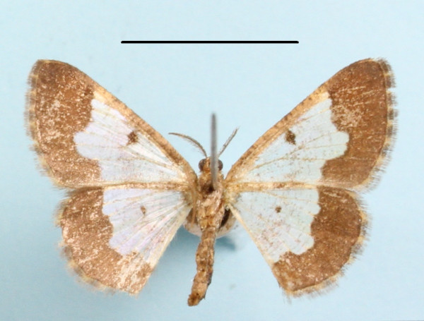 /filer/webapps/moths/media/images/P/pulverosa_Zamarada_A_MGCLb_01.JPG