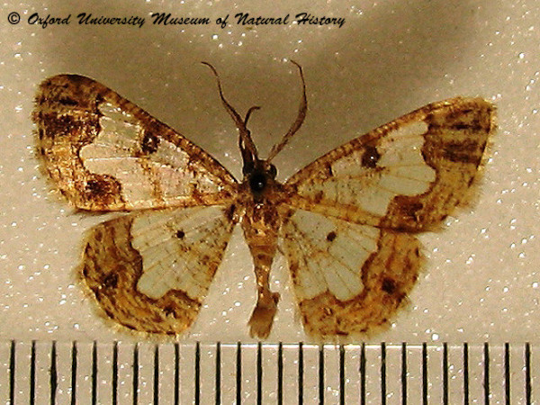 /filer/webapps/moths/media/images/P/pulverosa_Zamarada_A_OUMNH_01.JPG