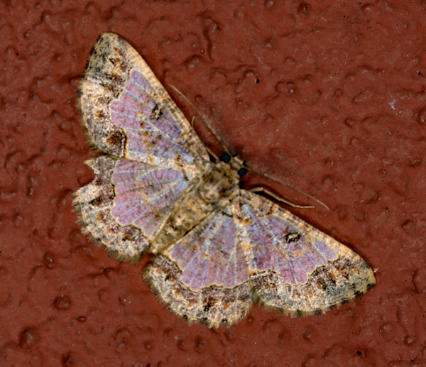 /filer/webapps/moths/media/images/P/pulverosa_Zamarada_A_Roland_01.jpg
