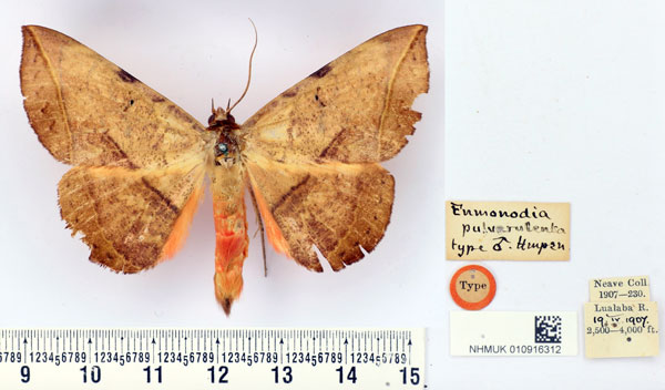 /filer/webapps/moths/media/images/P/pulverulenta_Enmonodia_HT_BMNH.jpg