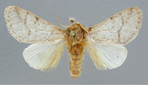 /filer/webapps/moths/media/images/P/pulverulenta_Epicerura_A_RMCA_01.jpg