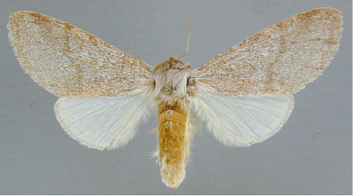 /filer/webapps/moths/media/images/P/pulverulenta_Epicerura_A_RMCA_02.jpg