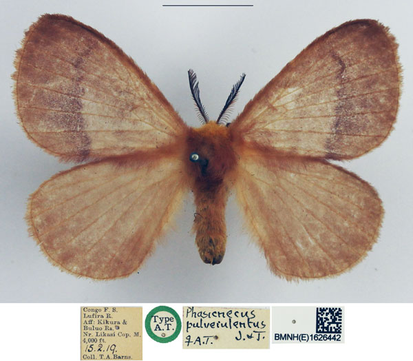/filer/webapps/moths/media/images/P/pulverulentus_Phasicnecus_AT_NHMUK.jpg