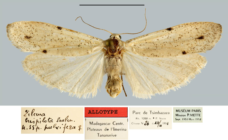 /filer/webapps/moths/media/images/P/pulvigera_Eilema_AT_MNHN.jpg