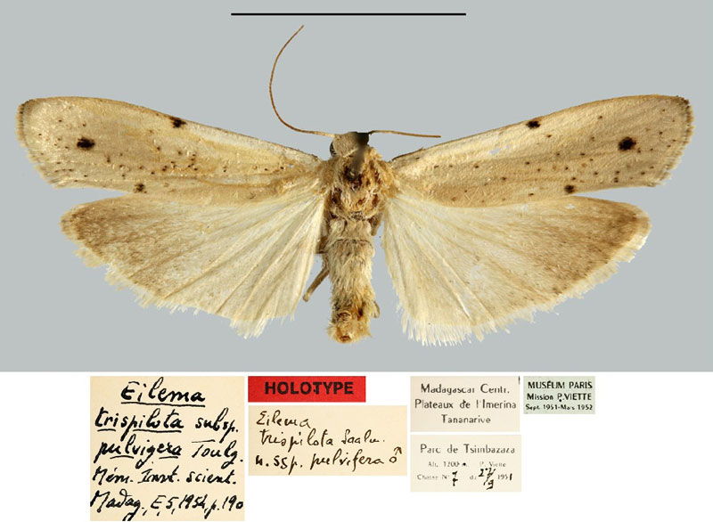 /filer/webapps/moths/media/images/P/pulvigera_Eilema_HT_MNHN.jpg