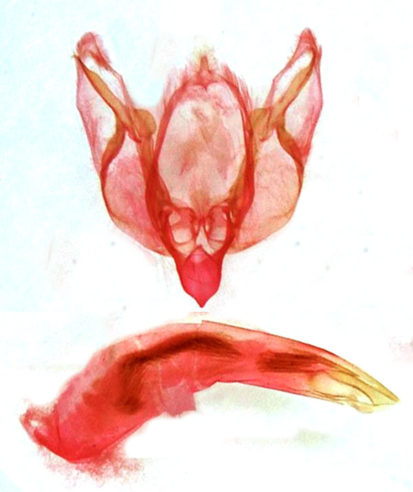 /filer/webapps/moths/media/images/P/pulvisculum_Athetis_GMHT_MSNM_5059.jpg