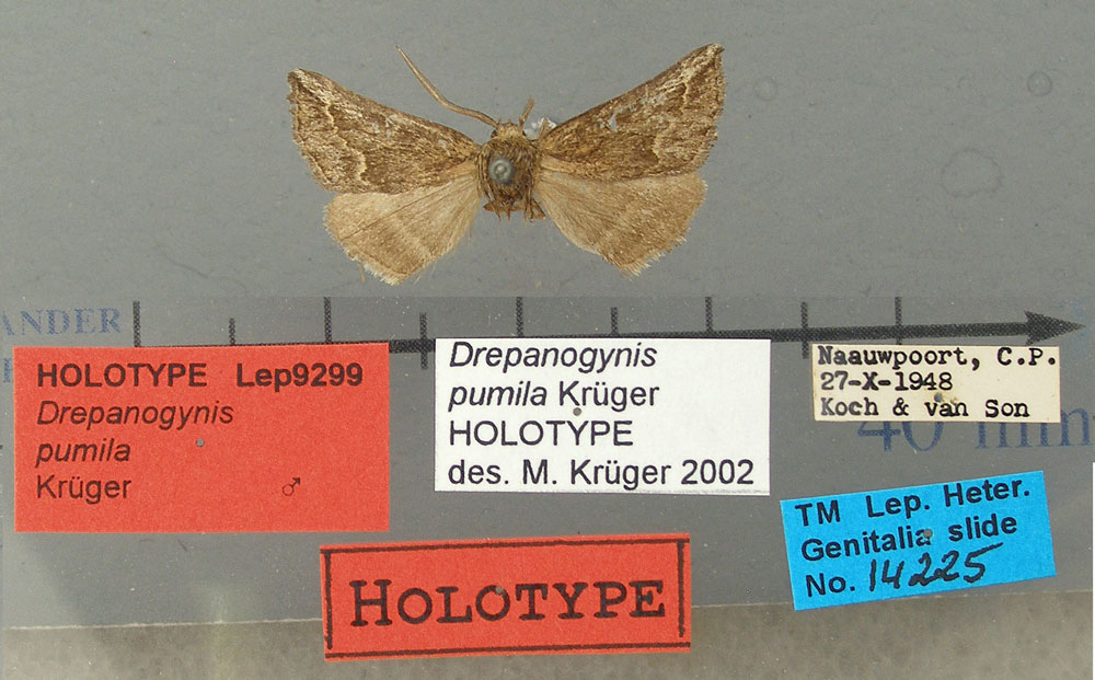 /filer/webapps/moths/media/images/P/pumila_Drepanogynis_HT_TMSA.jpg