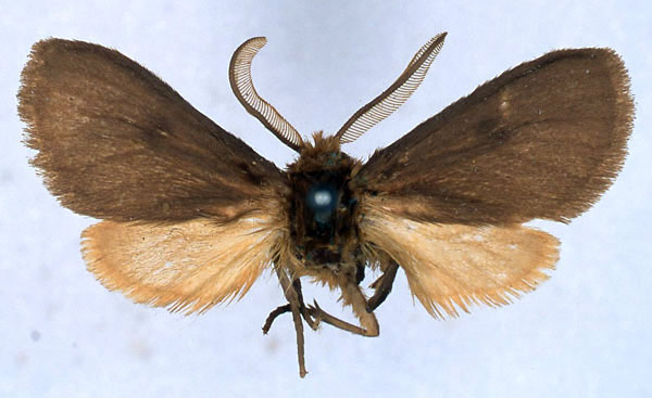 /filer/webapps/moths/media/images/P/pumila_Metarctia_LT_BMNH_01.jpg